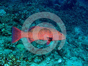 Red coral grouper photo