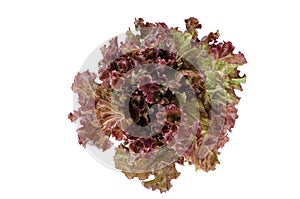 Red Coral Lettuce isolate on white background