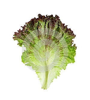 Red coral lettuce isolated on white background  ,Green leaves pattern ,Salad ingredient