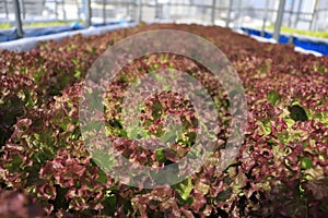 Red coral lettuce plant  in greenh0ues