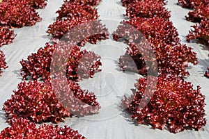 Red Coral Lettuce planting in organic plantation plot