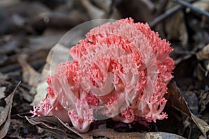 Red Coral Mushroom