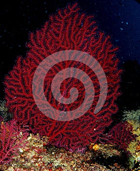 Red coral