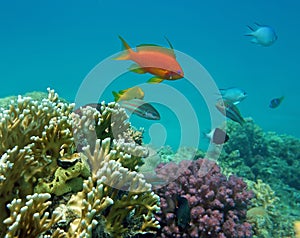 Red Coral Perch (male)