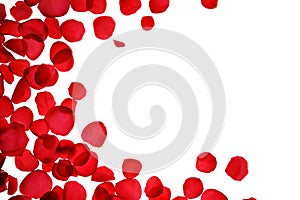 Red coral pink rose petals pattern on white background, isolated.