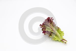 red coral salad or lettuce isolated on white background