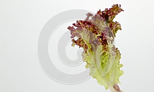 red coral salad or lettuce isolated on white background