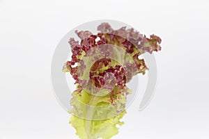 red coral salad or lettuce isolated on white background