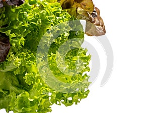 Red coral salad or lettuce isolated on white background.