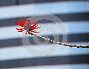 Red Coral Tree Flower