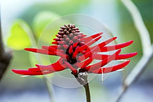 Red Coral Tree Flower Erythrina Americana Colorines San Miguel Mexico