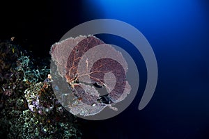 Red Coral on the wall with blue background