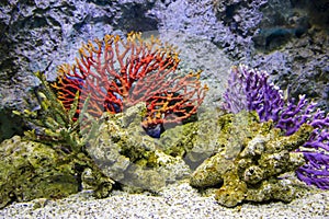 Red corals in aquarium at Siam Paragon, Bangkok photo