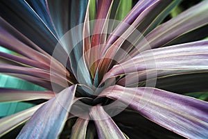 Red Cordyline Close Up photo