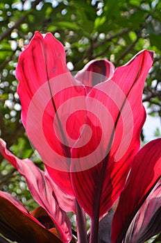 The red Cordyline fruticosa