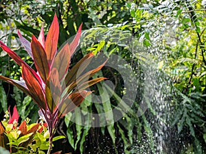 Red Cordyline grow in the park