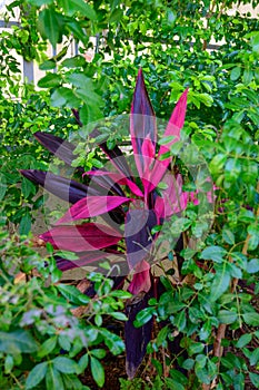 Red Cordyline leaves closeup in garden- Cordyline fruticosa, Cordyline terminalis or Ti plant
