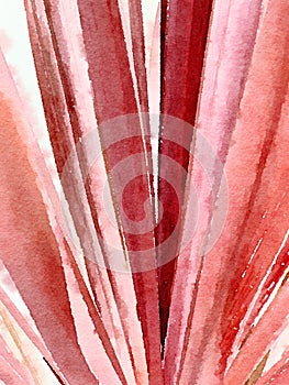 Red Cordyline Leaves. Watercolor.