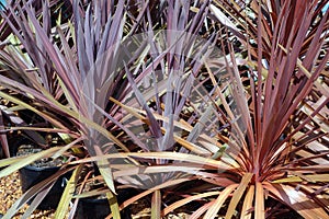 Red Cordyline Plants in Pots