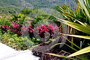 Red cordyline terminalis