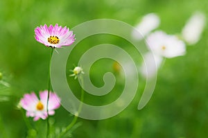 Red coreopsis in bloom on a green background. Selective focus