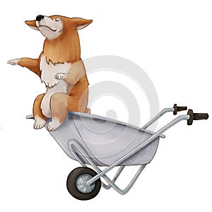 Red Corgi dog imperiously sits in a wheelbarrow. Cute eared puppy. isolated illustration on white background