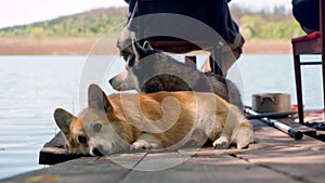 red corgi dog resting on the pier next to his master. fishing