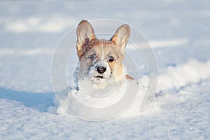 Red corgi puppy fun runs through the white snowdrifts soiling his nose and face in a winter park on a sunny day