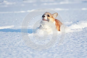 red corgi puppy fun runs through the white snowdrifts soiling his nose and face in a winter park on a sunny day