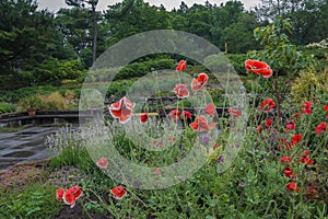 Red Corn Poppies at Cornell University.