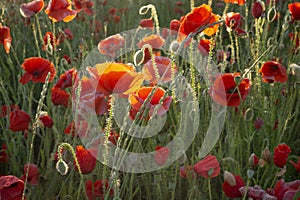 Red corn poppies in field at sunset