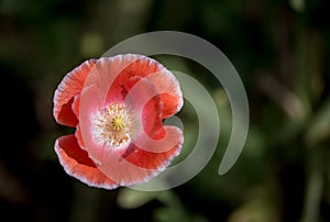 A Red Corn Poppy flower