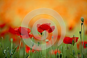 Red Corn Poppy Flowers