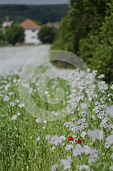 Red corn poppy among Opium poppy plants