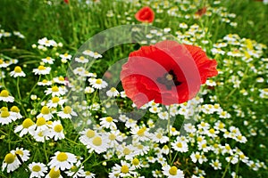 Red corn poppy papaver and chamomile flowers growing on colorful meadow in countryside. Spring field in blossom.