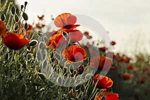 Red corn poppy (Papaver rhoeas)