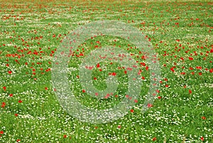 Red corn poppy and white daisy flowers field