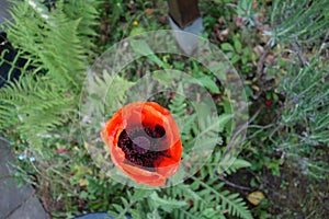 Red corn rose . Foto made from bird perspective . Buttercup-like Turkish poppy Papaver orientale . viewable brown pistil .