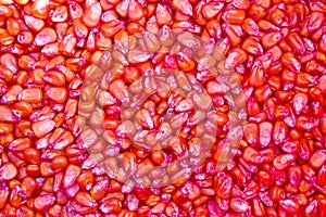 Red corn seed