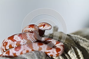 red corn snake