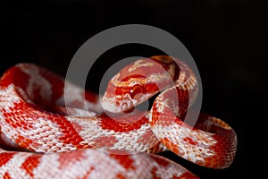 red corn snake