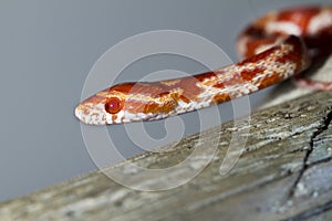red corn snake