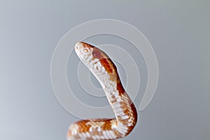 red corn snake