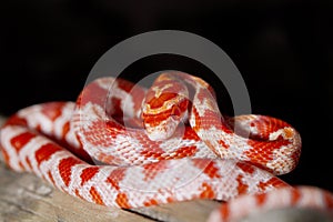 red corn snake