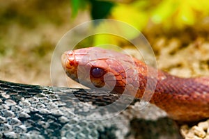 Red Corn Snake