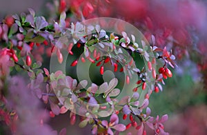 Red cornus mas berry on tree branch, soft focus photo