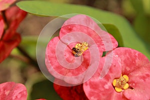 Red corona de cristo whit trigona bee