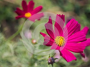 Red Cosmos flower close up