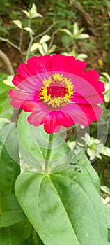 The red cosmos flower with a combination of yellow on a very beautiful pistil.