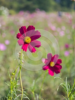 Red Cosmos flower in garden